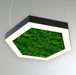 RVE-LBX-MOSS-HEXA