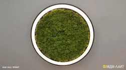 hoop! 50 moss